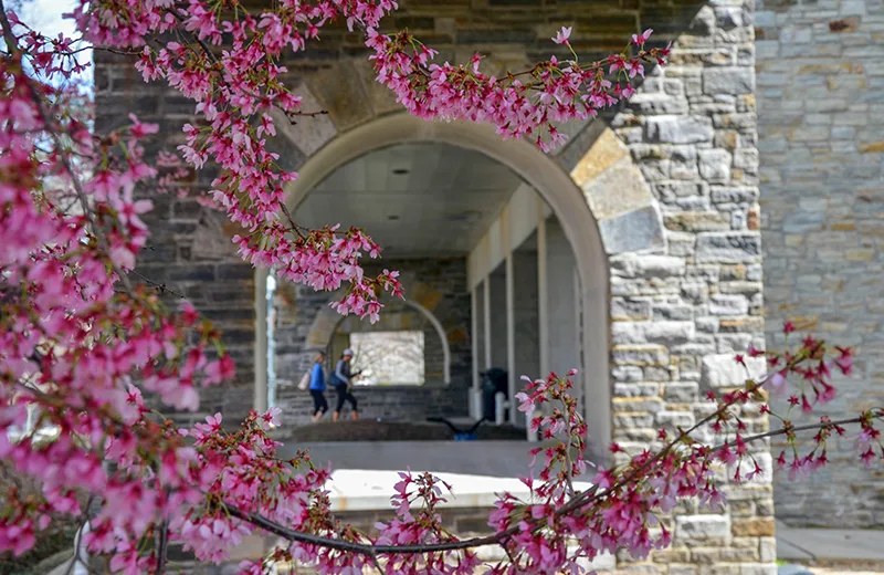 Students can be seen walking through an archway, with pink flowers on a tree in the foreground