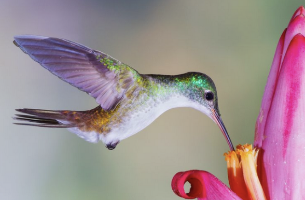 a hummingbird with its beak in a pink flower