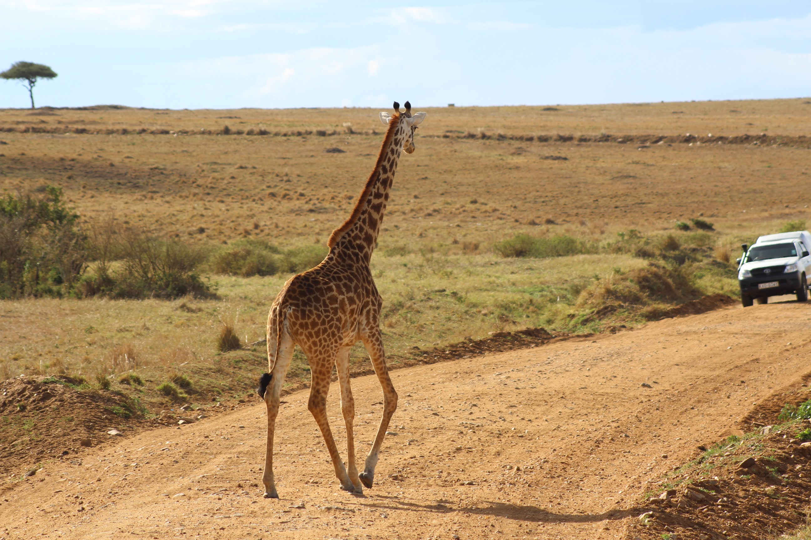 A giraffe walking on a road in kenya.