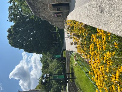 Black-eyed Susans, a native flower, on Loyola's campus.