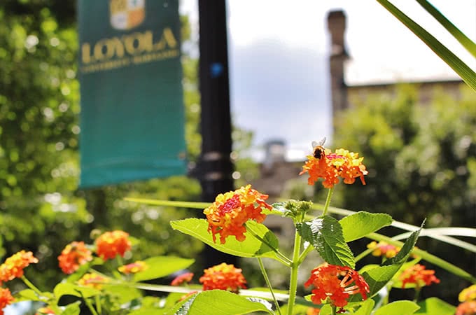 A bee on yellow and orange flowers, with a Loyola banner in the background
