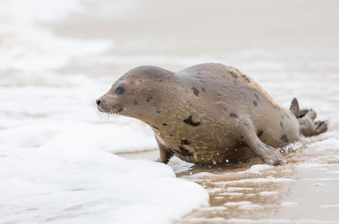 Marie (the seal) walking along the shoreline, looking towards the ocean
