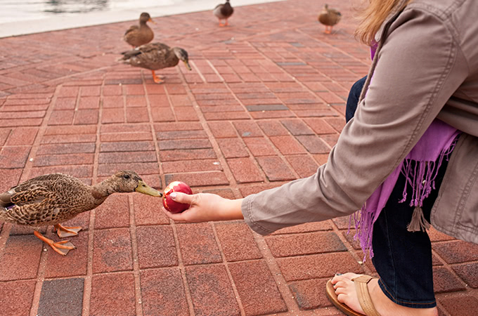 A duck approaches an apple being held by a student crouching down