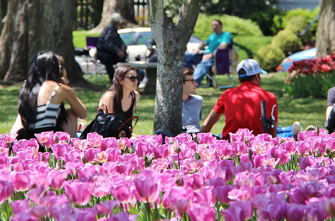Students sitting in the grass on a spring day, with a patch of tulips in the foreground