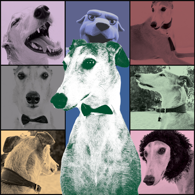 Grid of greyound images with different color filters