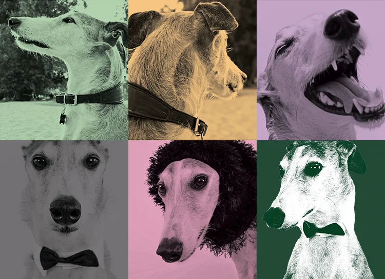 A grid of greyhound photos with different color filters applied to each image