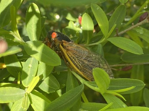 magicicada septendecim (cicada) close up