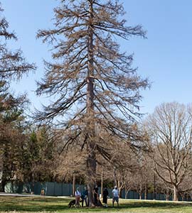 volunteers standing by Loyola's American Larch tree